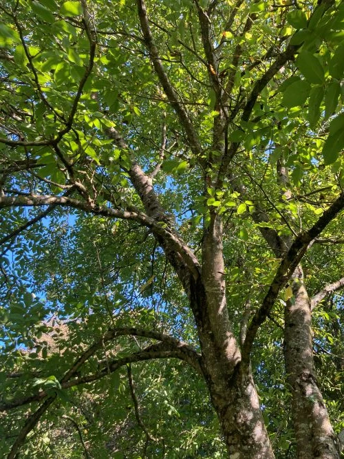 photo arbre